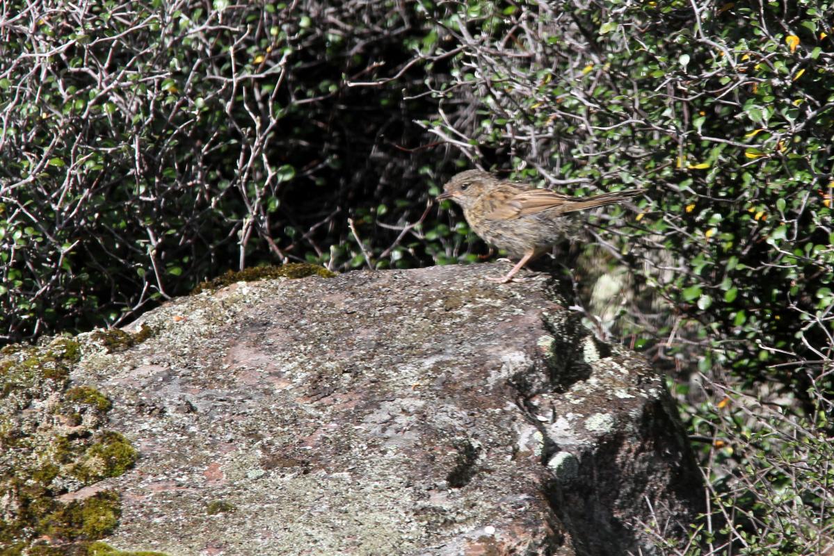 Dunnock (Prunella modularis)